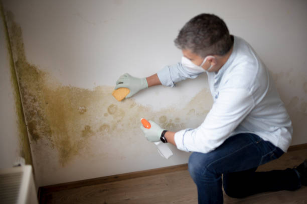 Best Dehumidification Services  in South Euclid, OH